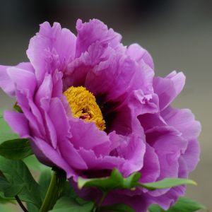Flor Púrpura Vibrante