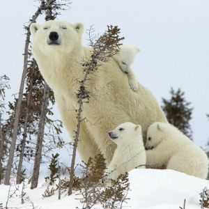 Familia de Osos Polares