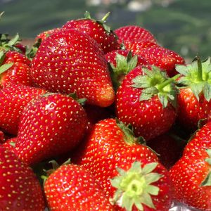 Fresas Frescas