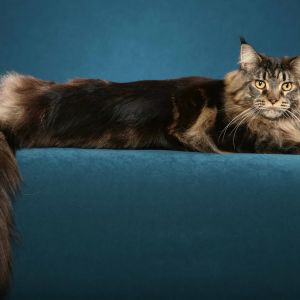Majestuoso Gato Maine Coon