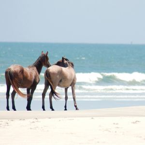 Caballos en la Playa