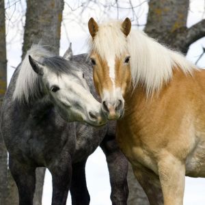 Hermosos Caballos en la Naturaleza
