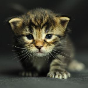 Primer Plano de Gatito Adorable