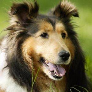 Perro Collie Adorable