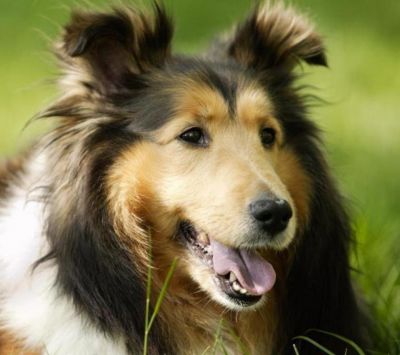 Perro Collie Adorable