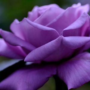 Hermosa Rosa Púrpura