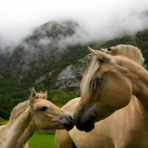 Caballos en la Naturaleza