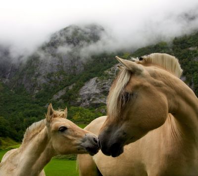 Caballos en la Naturaleza