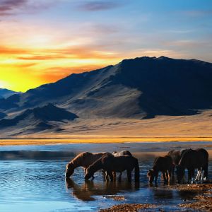 Caballos al Atardecer