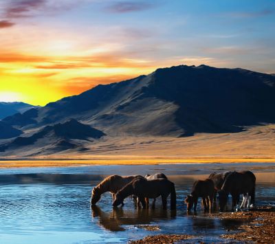 Caballos al Atardecer