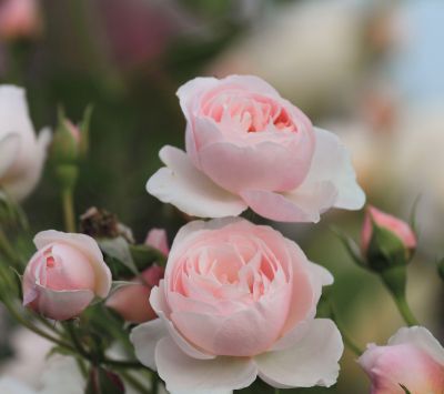 Hermosas Rosas Rosadas