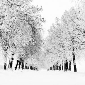 Árboles en Invierno