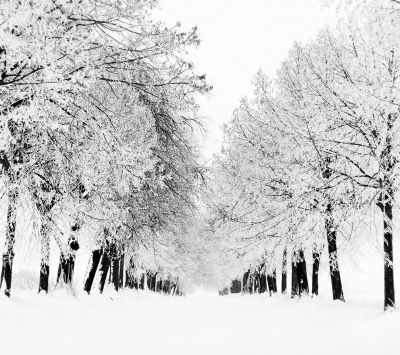 Árboles en Invierno