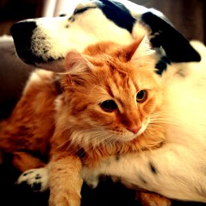 Perro y gato adorables juntos