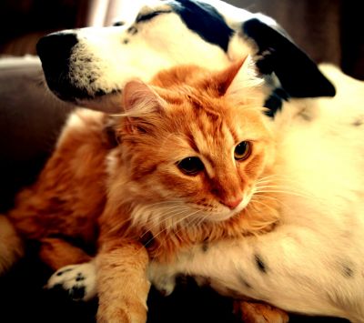 Perro y gato adorables juntos