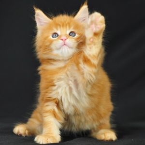 Gatito Naranja Adorable