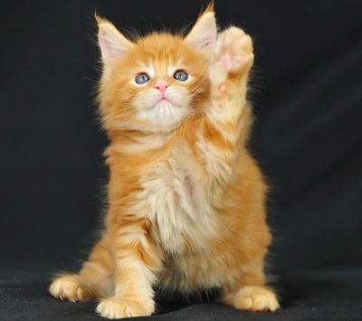 Gatito Naranja Adorable