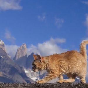 Gato en Montañas Majestuosas