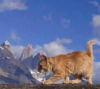 Gato en Montañas Majestuosas