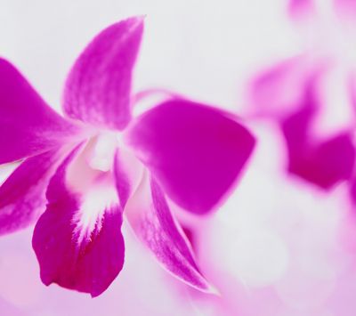 Hermosa orquídea rosa