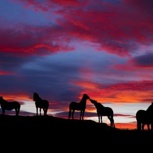 Caballos Silueteados al Atardecer