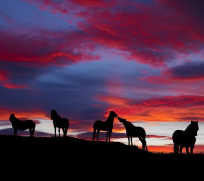 Caballos Silueteados al Atardecer
