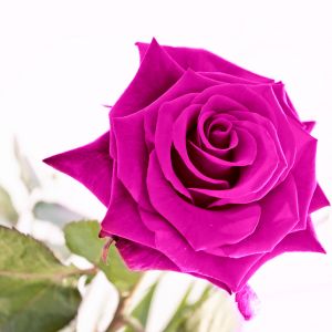 Rosa Rosa Vibrante