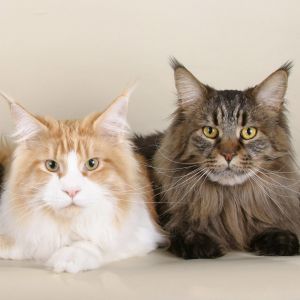 Gatos Maine Coon