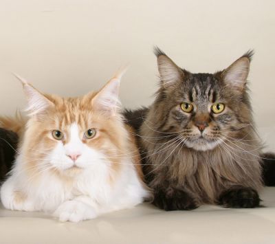 Gatos Maine Coon