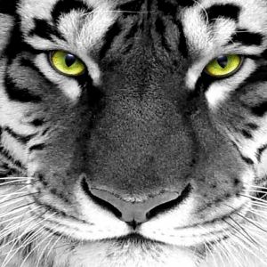 Majestuoso tigre blanco en primer plano
