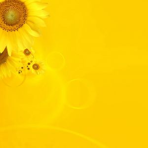 Fondo de Girasoles Brillantes