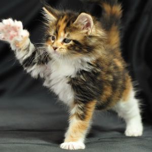 Gatito Juguetón