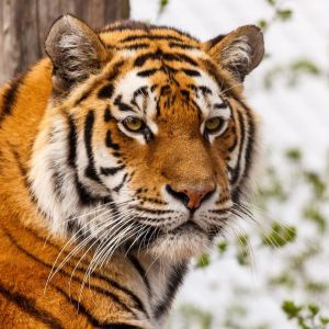 Tigre Majestuoso en Primer Plano