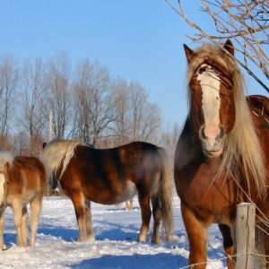 Caballos Majestuosos en Invierno