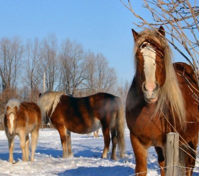 Caballos Majestuosos en Invierno
