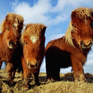 Ponis Miniatura Adorables
