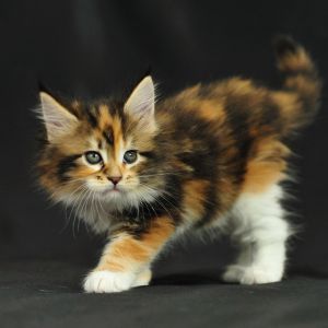Gatito Calico Adorable