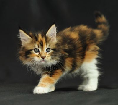 Gatito Calico Adorable