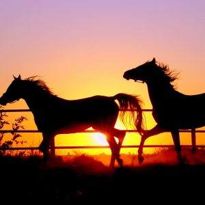 Caballos Silueteados al Atardecer