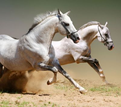 Caballos Blancos Corriendo