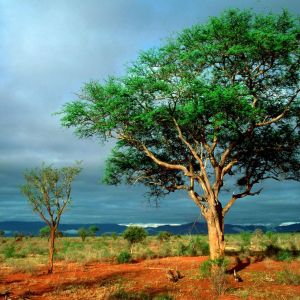 Paisaje Verde con Árboles