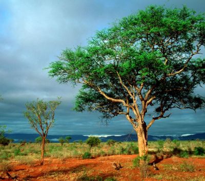 Paisaje Verde con Árboles