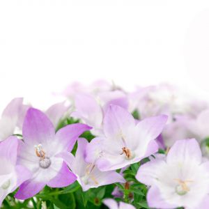 Flores de Campana Moradas