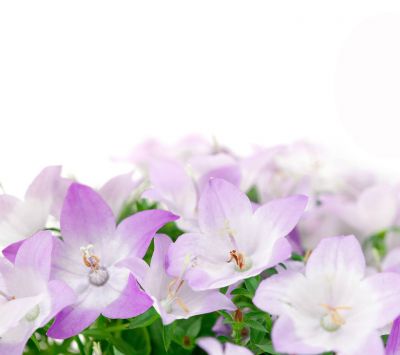 Flores de Campana Moradas