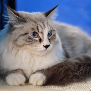 Gato Esponjoso con Ojos Azules