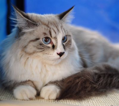 Gato Esponjoso con Ojos Azules
