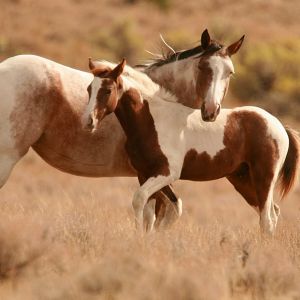 Hermosos Caballos en la Naturaleza