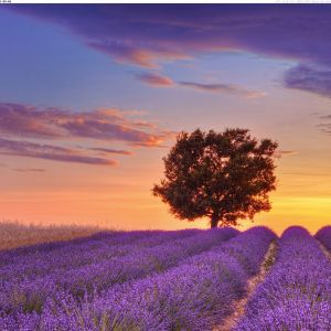 Campos de Lavanda al Atardecer