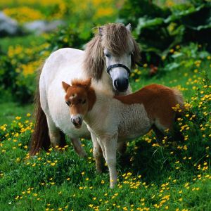 Ponis adorables en un campo de flores