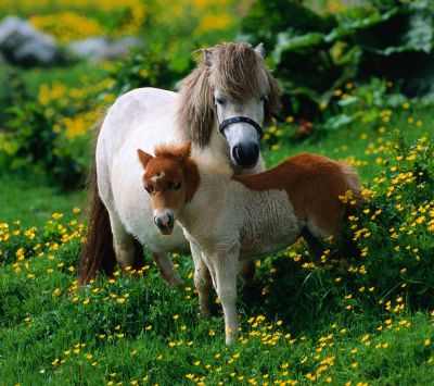 Ponis adorables en un campo de flores